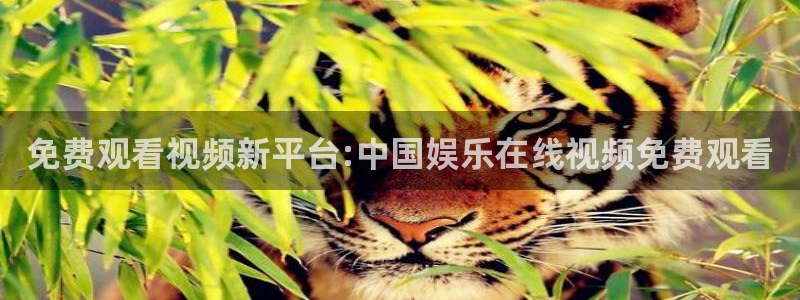 足球比赛500网