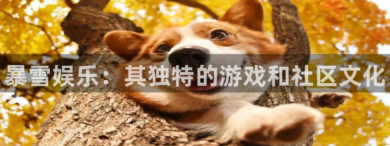 500网app苹果版